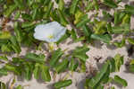 Beach morning-glory